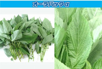 túi Bảo quản nông sản sau thu hoạch