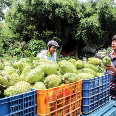 Giá mãng cầu xiêm tăng gấp đôi, nhà vườn lãi lớn