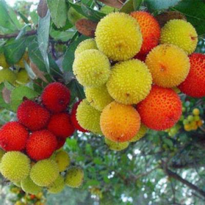 Trái cây miền Bắc 2