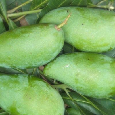 Trái cây miền Trung 6