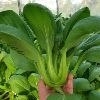 Vườn toàn rau siêu khổng lồ trên sân thượng 35m2 của bố đảm Nha Trang